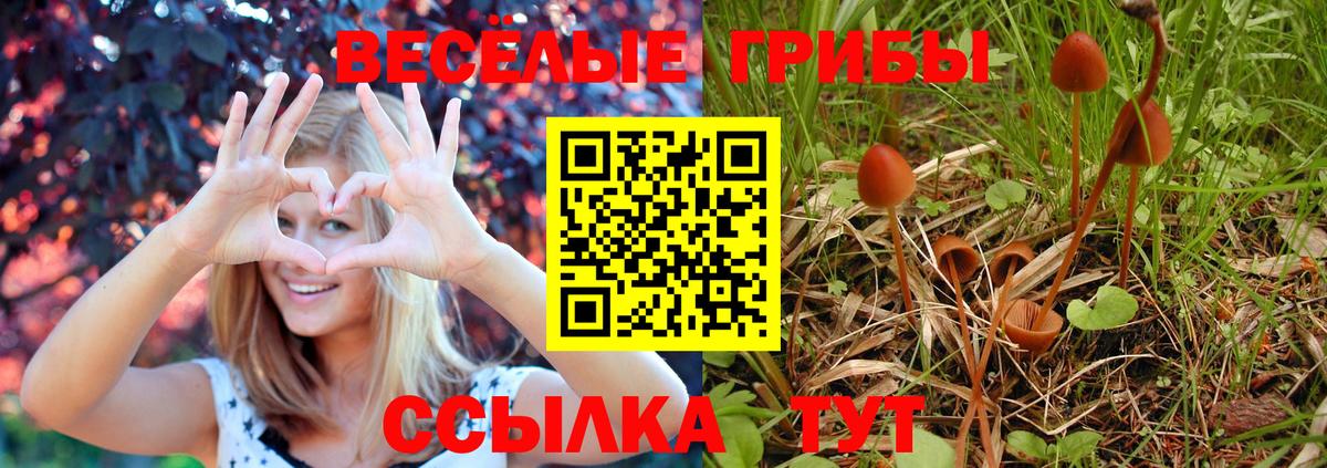 Галлюциногенные грибы Cubensis  Вход с VPN  Алейск 